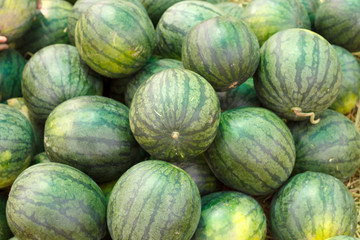 Many big sweet green watermelons