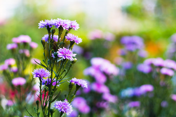 The Margaret purple flowers with Selective focus(Depth of field) 