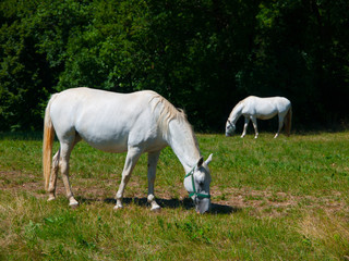 Obraz na płótnie Canvas Lipizzaner horses
