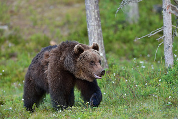 Fototapeta premium brown bear walking in forest
