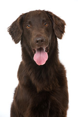 Flat Coated Retriever