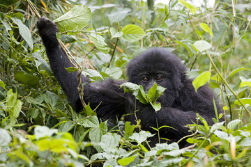 Berggorilla bei der Nahrungsaufnahme