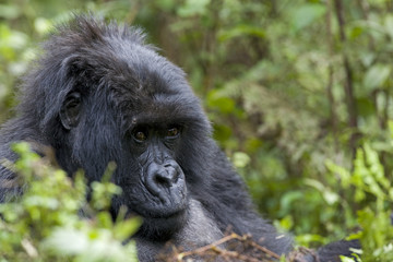 Obraz premium Berggorilla