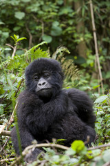 Junger Berggorilla