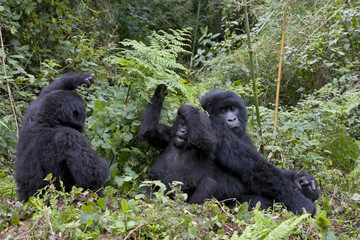 Junge Berggorillas am Spielen