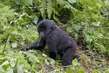 Junger Berggorilla