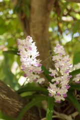 Orchids on trees