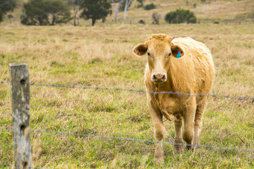 A cow in the paddock during the day in Queensland