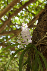 Orchids on trees