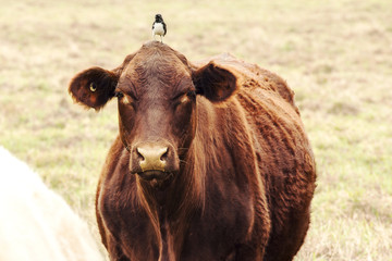A cow in the paddock during the day in Queensland