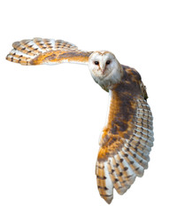 Obraz premium Barn Owl In Flight