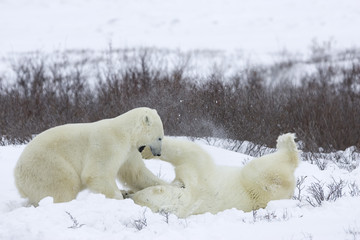 Fototapeta na wymiar Kämpfende Eisbären