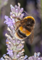 Bee on Lavander