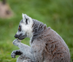 Ring tailed Lemur