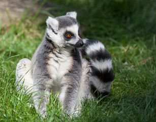 Fototapeta premium Ring tailed Lemur