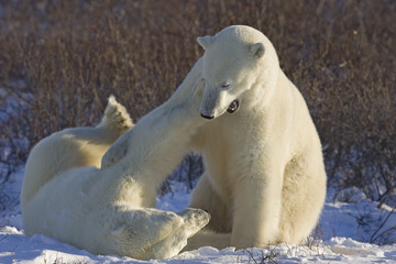 Fototapeta na wymiar Kämpfende Eisbären