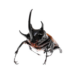 Skyscraper Bangkok downtown top View from top of Thailand,Fish e