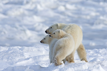 Eisbärin mit Jungen