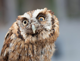 head shot of little owl