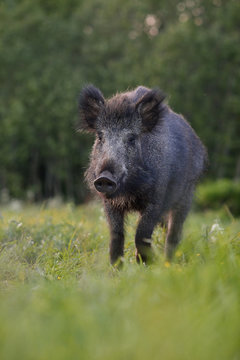 wild boar walking in the field