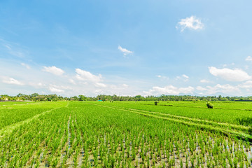 Rice field with  blue sky and clouds