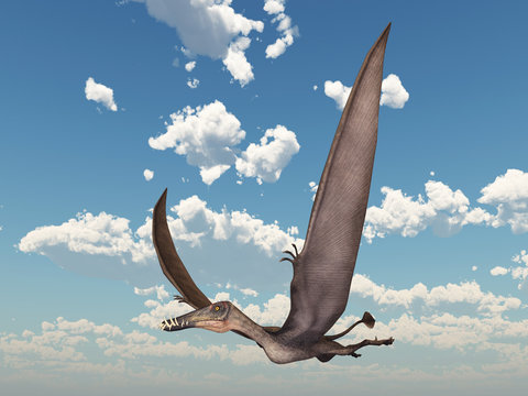 Pterosaur Dorygnathus