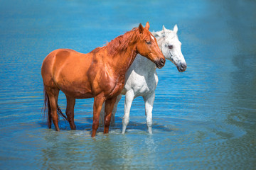 horses