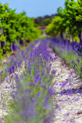 Obraz premium Lavender flower
