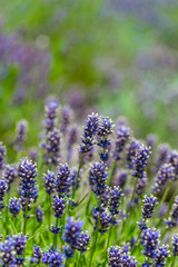 Obraz premium Lavender flowers