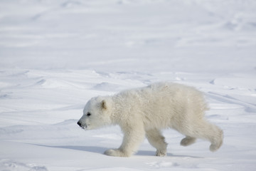 Fototapeta na wymiar Junger Eisbär
