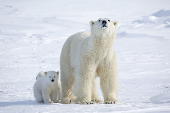 Eisb&auml;rin mit Jungen
