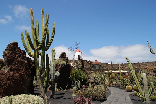 Gofio Bilder Durchsuchen 333 Archivfotos, und Videos