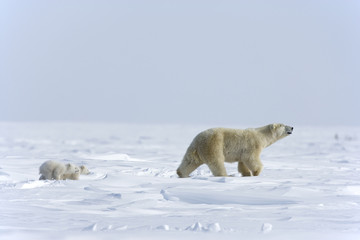 Eisb&auml;rin mit Jungen