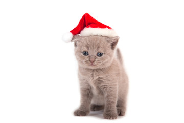 Little Kitten British  Santa Claus. Cat one month.