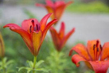 Tiger lilly