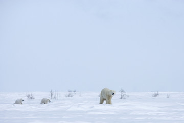 Eisb&auml;rin mit Jungen