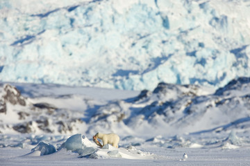 Fototapeta na wymiar Eisbär auf Robbenjagd