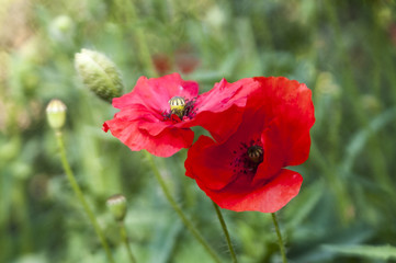 Obraz premium Flowers of red poppy
