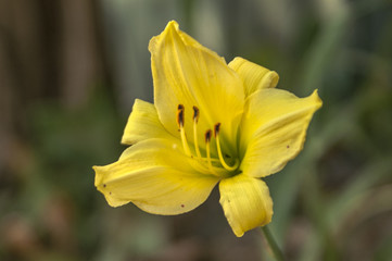 yellow flowers