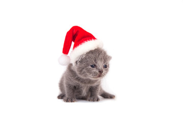 Newborn Kitten British  Santa Claus. Cat one month.