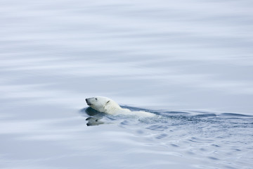 Eisb&auml;r schwimmt durch das Meer