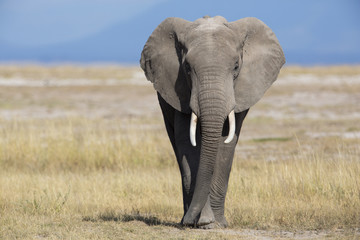 Afrikanischer Elefant - obrazy, fototapety, plakaty