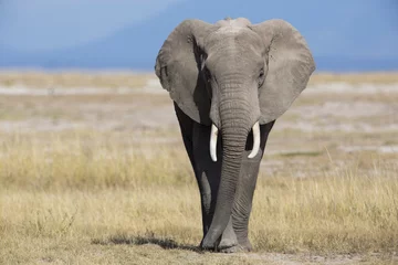 Rolgordijnen Afrikanischer Elefant © aussieanouk