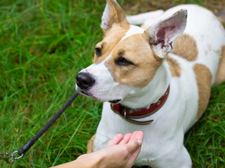 Dog executes the command and waits for goodies