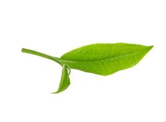 Green tea leaf isolated on white background