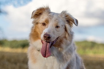 Australian Shepherd schaut in die Kamera