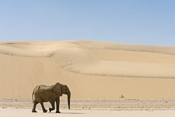 Wüstenelefant in den Sanddünen