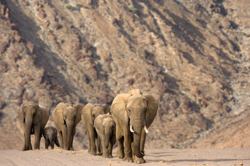 Herde von Wüstenelefanten