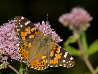 Vanessa cardui