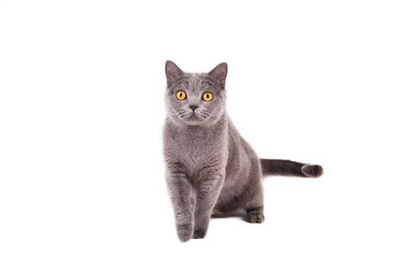 British blue cat on a white background.